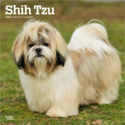 Shih Tzu 2026 Square Flap Calendar