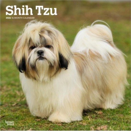 Shih Tzu 2026 Square Flap Calendar
