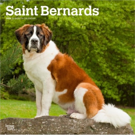 Saint Bernards 2026 Square Flap Calendar