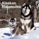 Alaskan Malamutes 2026 Square Flap Calendar