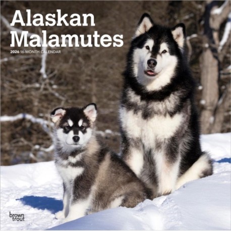 Alaskan Malamutes 2026 Square Flap Calendar