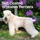 Wheaten Terriers, Soft Coated 2026 Square Flap Calendar