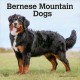 Bernese Mountain Dogs 2026 Square Flap Calendar