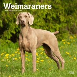 Weimaraners 2026 Square Flap Calendar