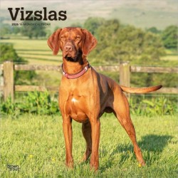 Vizslas 2026 Square Flap Calendar