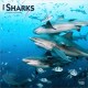 Sharks 2026 Square Flap Calendar