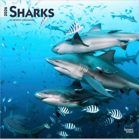 Sharks 2026 Square Flap Calendar