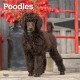 Poodles 2026 Square Flap Calendar
