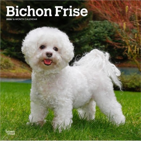 Bichon Frise 2026 Square Flap Calendar