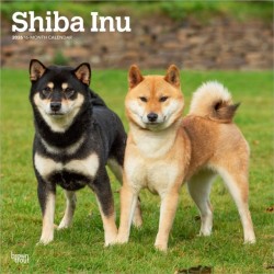 Shiba Inu 2026 Square Flap Calendar