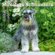 Schnauzers, Miniature 2026 Square Flap Calendar