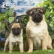 Pugs 2026 Square Flap Calendar