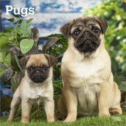 Pugs 2026 Square Flap Calendar