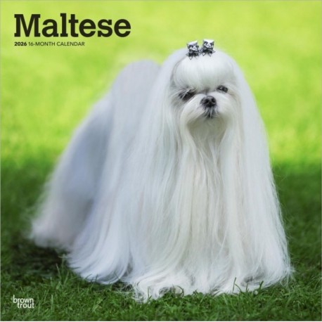 Maltese 2026 Square Flap Calendar