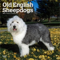 Old English Sheepdogs 2026 Square Flap Calendar