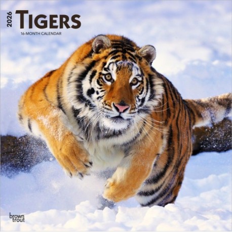 Tigers 2026 Square Flap Calendar