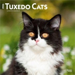 Tuxedo Cats 2026 Square Flap Calendar