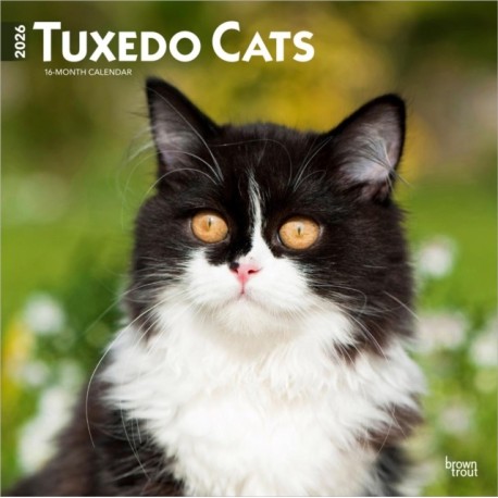 Tuxedo Cats 2026 Square Flap Calendar