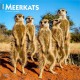 Meerkats 2026 Square Flap Calendar
