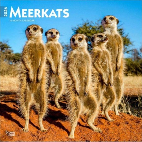 Meerkats 2026 Square Flap Calendar