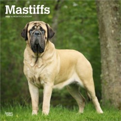 Mastiffs 2026 Square Flap Calendar
