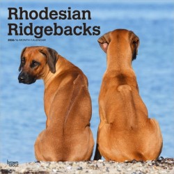 Rhodesian Ridgebacks 2026 Square Flap Calendar
