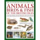 The Animals, Birds & Fish of the British Isles, Illustrated Guide to: A natural history and identification guide to over 440 native species from England, Ireland, Scotland and Wales