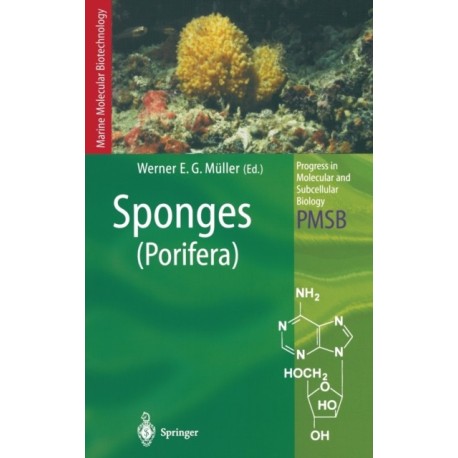 Sponges: Porifera