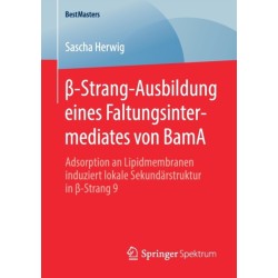 ß-Strang-Ausbildung eines Faltungsintermediates von BamA: Adsorption an Lipidmembranen induziert lokale Sekundarstruktur in ß-Strang 9