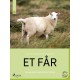 Et får