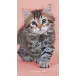 Kittens Sunday Start 2 Year Pocket Planner Diary 2026-7