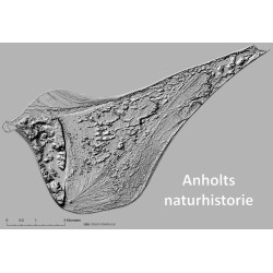 Anholts naturhistorie