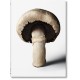 The Gourmand's Mushroom. A Collection of Stories & Recipes