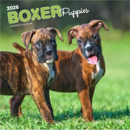 Boxer Puppies 2026 Square Flap Calendar
