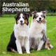 Australian Shepherds 2026 Square Flap Calendar