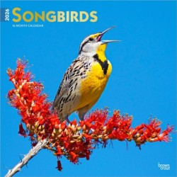 Songbirds 2026 12 X 24 Monthly Square Wall Foil Calendar