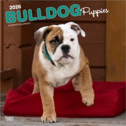 Bulldog Puppies 2026 Square Flap Calendar
