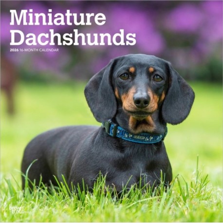 Dachshunds, Miniature 2026 Square Flap Calendar
