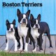 Boston Terriers 2026 Square Flap Calendar