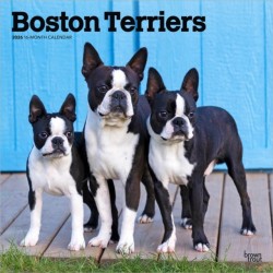 Boston Terriers 2026 Square Flap Calendar