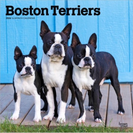 Boston Terriers 2026 Square Flap Calendar