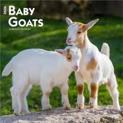 Baby Goats 2026 Square Flap Calendar