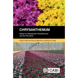 Chrysanthemum