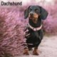 Dachshund Calendar 2026  Square Dog Breed Wall Calendar - 16 Month - [RODEKASSE/DEFEKT]