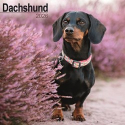 Dachshund Calendar 2026  Square Dog Breed Wall Calendar - 16 Month - [RODEKASSE/DEFEKT]
