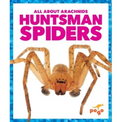 Huntsman Spiders