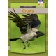 Crows