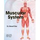 Muscular System