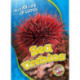 Sea Urchins
