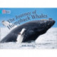 The Journey of Humpback Whales: Band 07/Turquoise